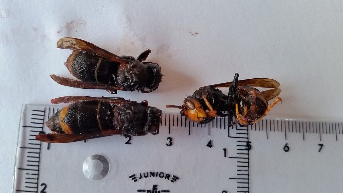 Tres exemplars de vespa asiàtica capturats a Gualba aquest mes de juny