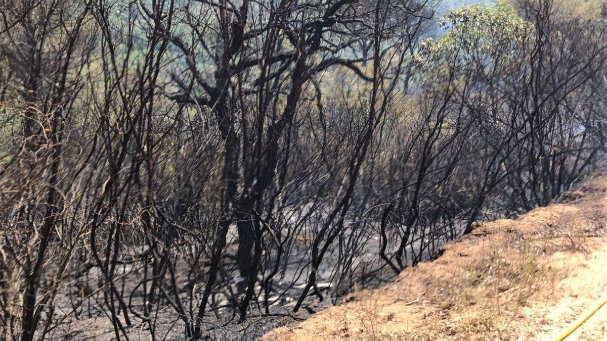 Massa forestal cremada a la serra de l'Esquirol al Montnegre