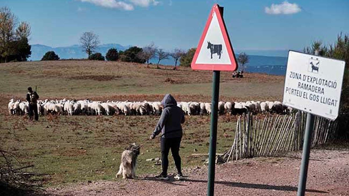 Cartells a prop d'un ramat, amb una usuària que porta el gos lligat. 