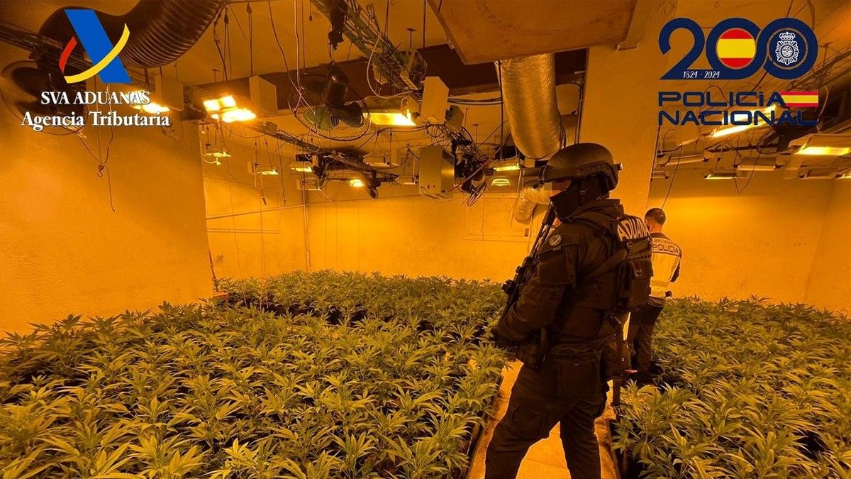 Dos agents de la policia al soterrani de Riells i Viabrea amb les plantes de marihuana.