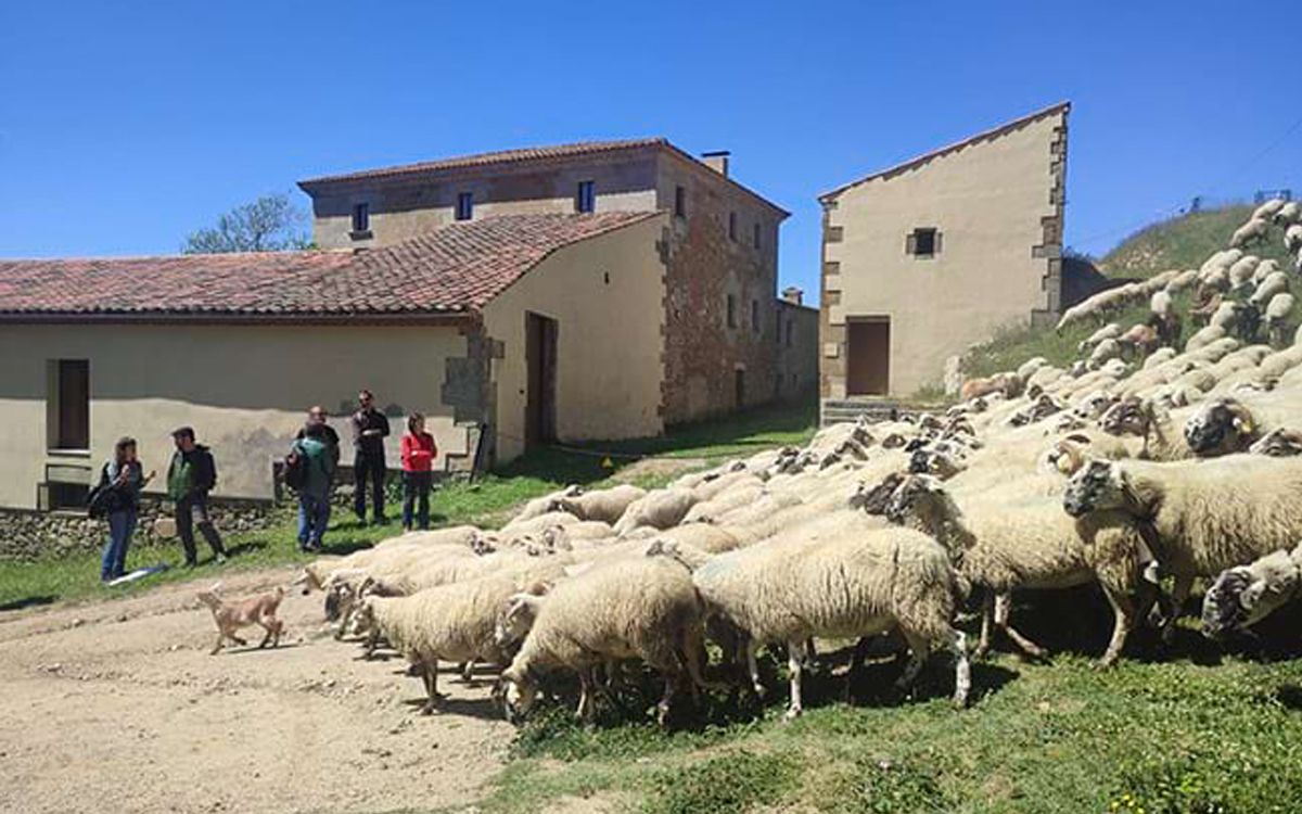 Un ramat d'ovelles en una pastura del Parc del Montnegre i el Corredor.