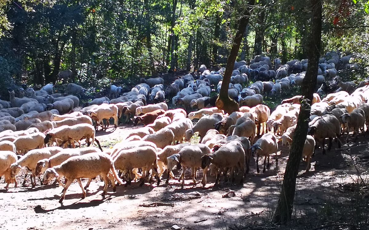 La Setmana de la Natura de Sant Celoni i la Batllòria inclou la visita al ramat de Can Terrades, al Montnegre.
