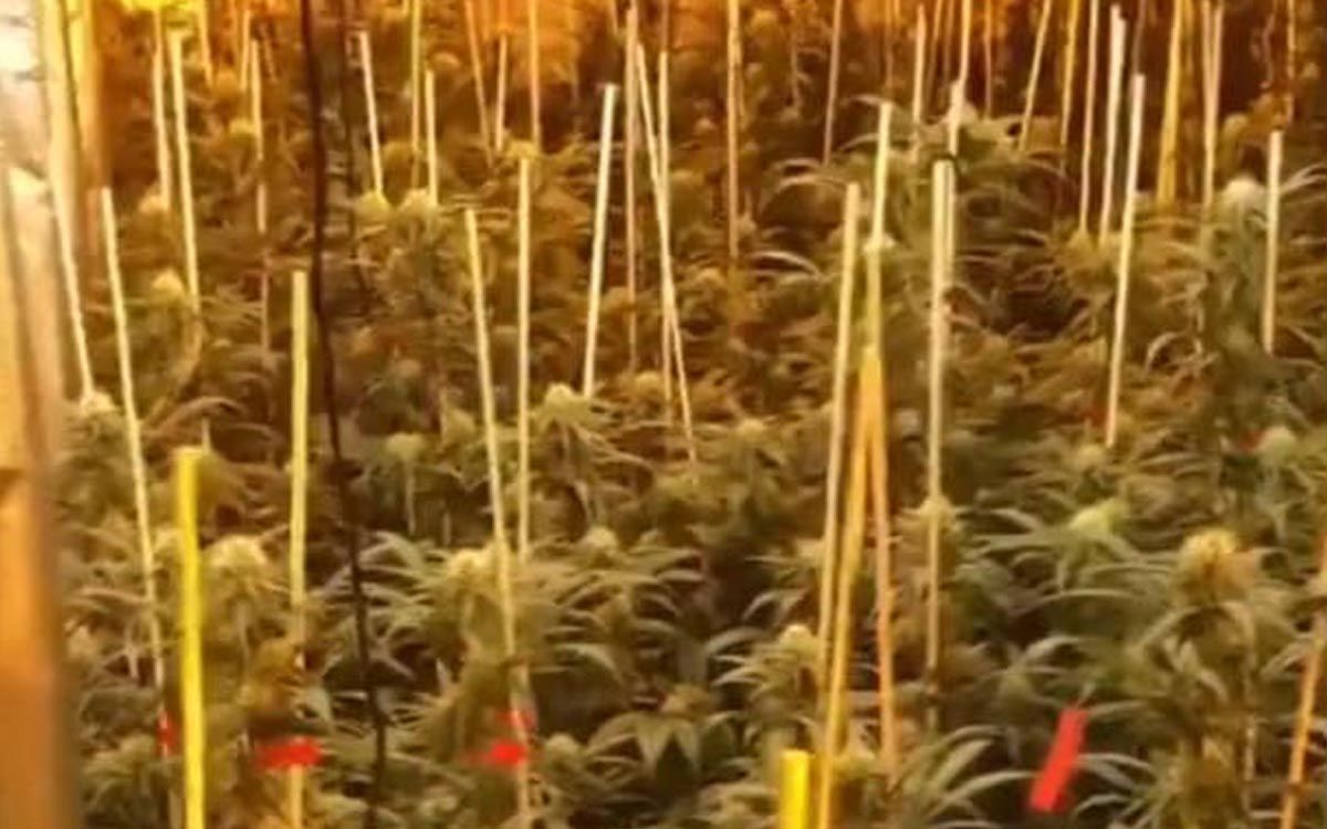 Plantació de 2.300 plantes de marihuana desmantellada a Sant Antoni de Vilamajor.