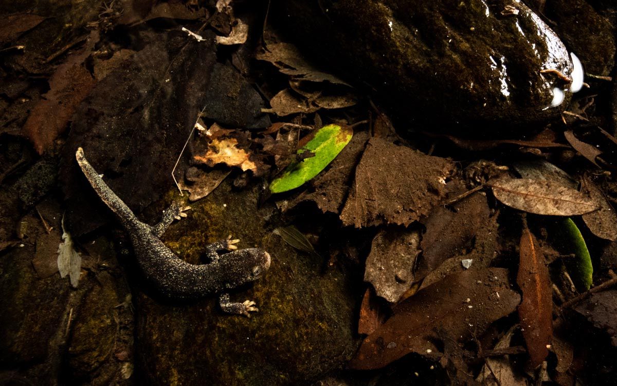 Exemplar de Tritó del Montseny Occidental.