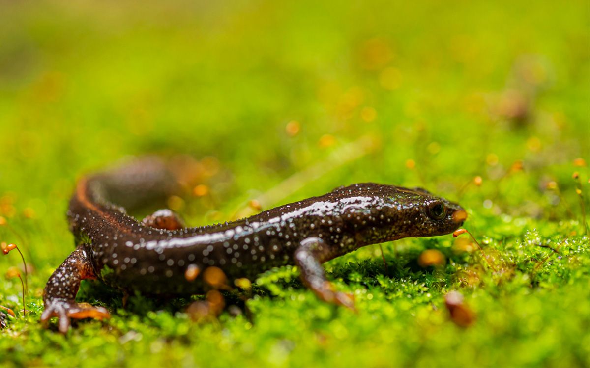 Un exemplar de tritó del Montseny