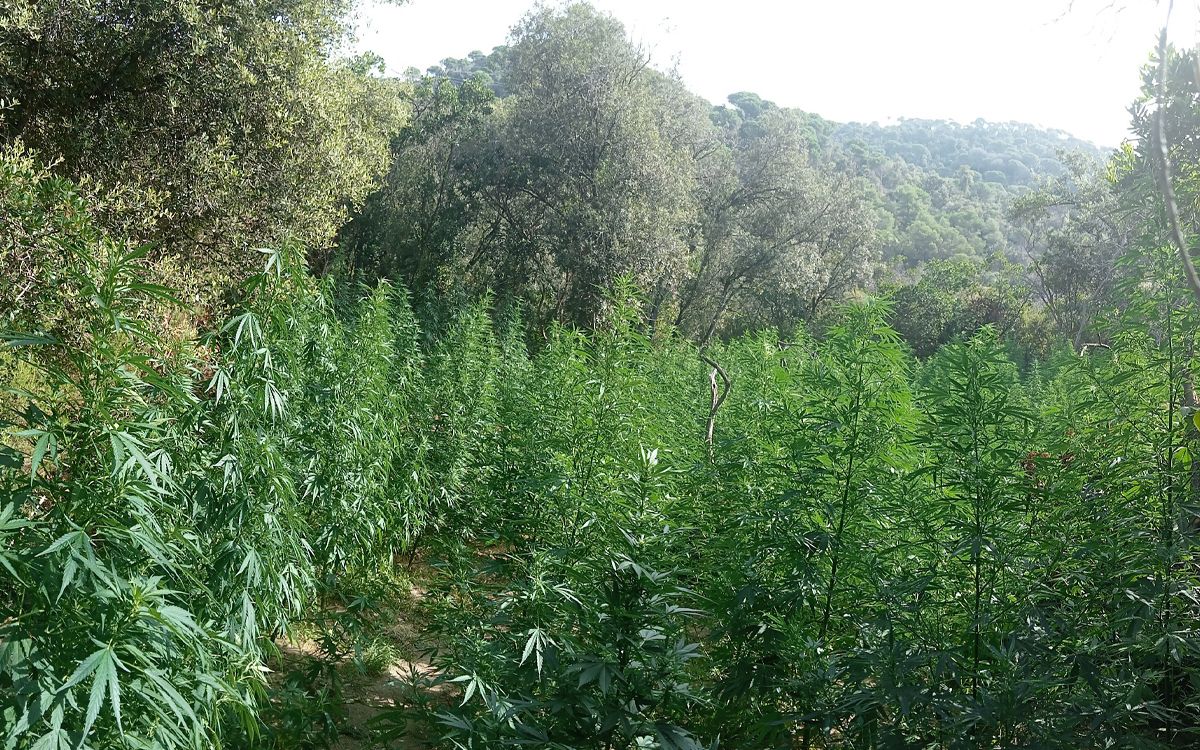 Una vista de plantació de marihuana desmantellada a Sant Celoni.