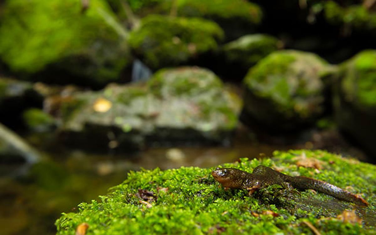 Imatge del tritó del Montseny.