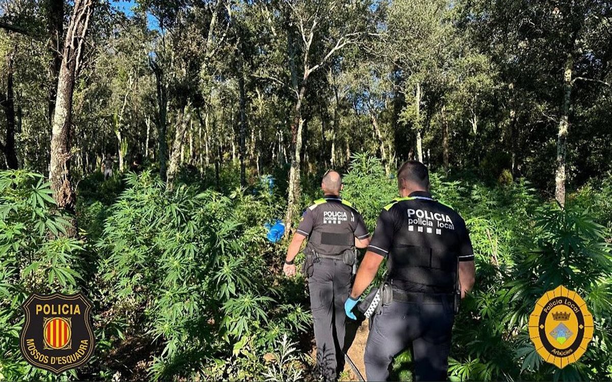 Agents de la Policia Local d'Arbúcies a la zona de la plantació de marihuana desmantellada.