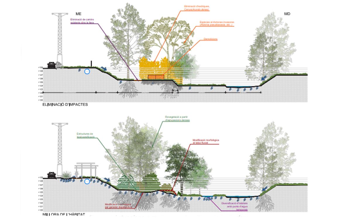 L'eliminació d'impacte i la millora de l'hàbitat entre les actuacions projectades a la millora de la fraçana fluvial de Sant Celoni.