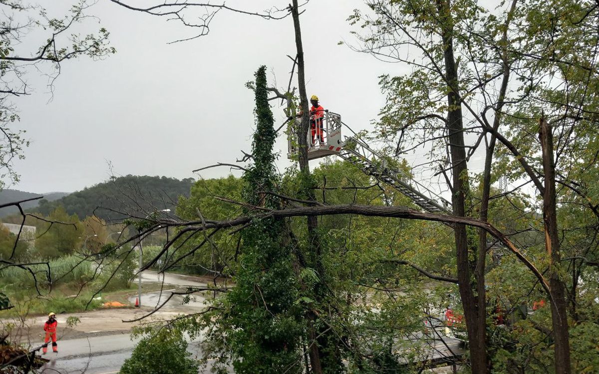 Els Bombers de la Generalitat retirant un arbre que ga caigut a la carretera C-35.