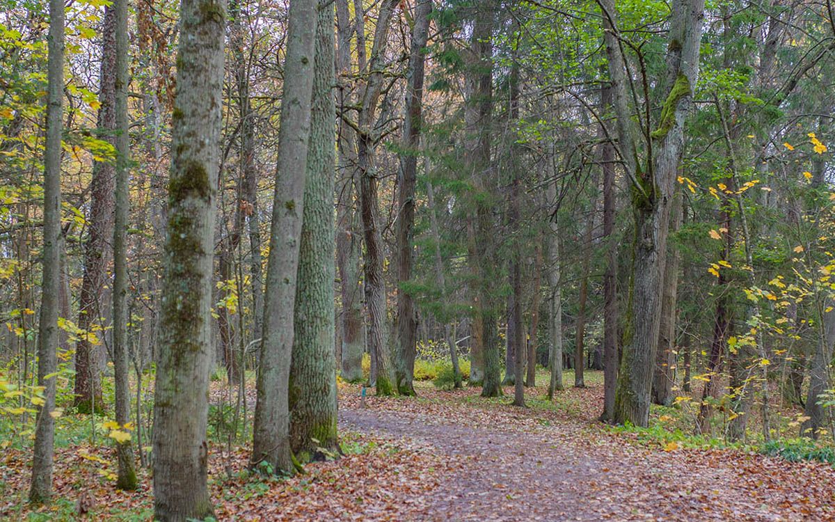 Un alzinar del Parc Natural del Montseny