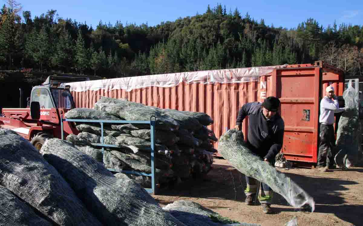 Arbres de Nadal cultivats a Sant Hilari Sacalm a pint de vendre.