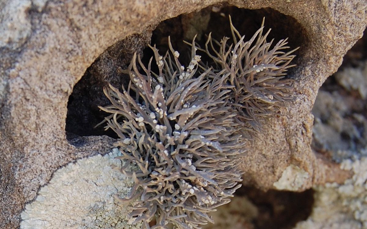 Roccella phycopsis, una de les espècies vulnerables.