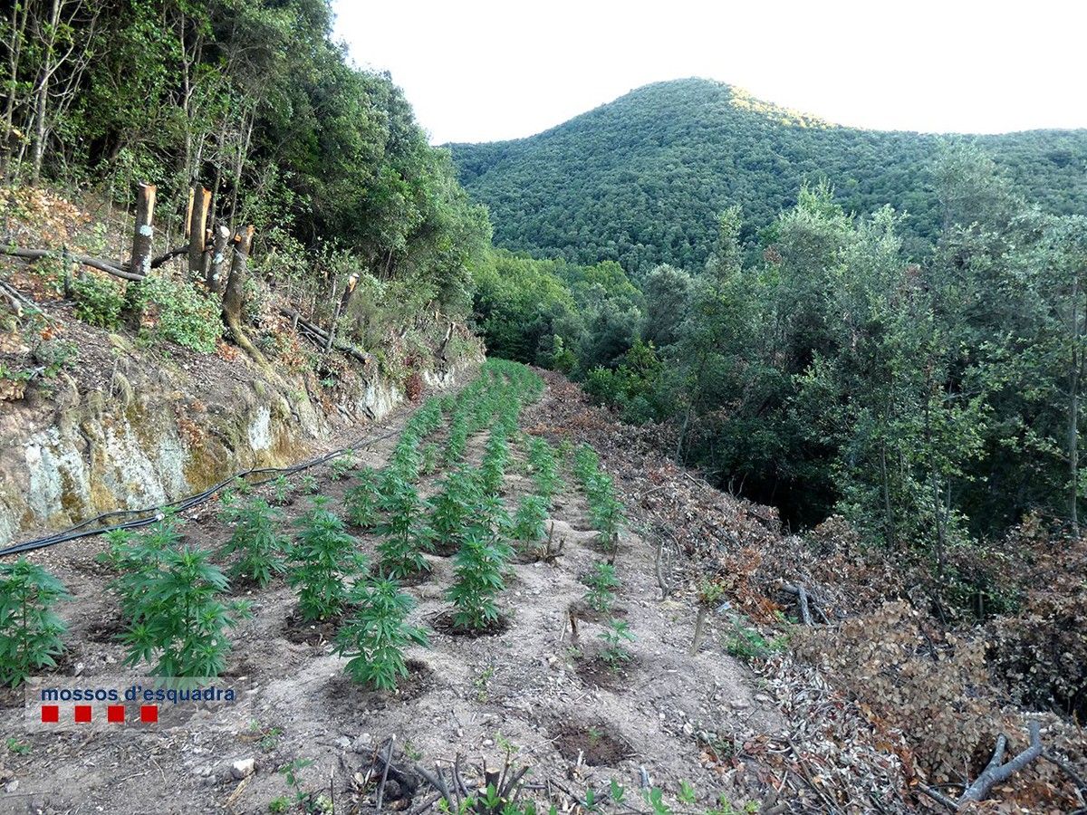 La plantació de 3.244 plantes de marihuana a Arbúcies, al Parc Natural del Montseny
