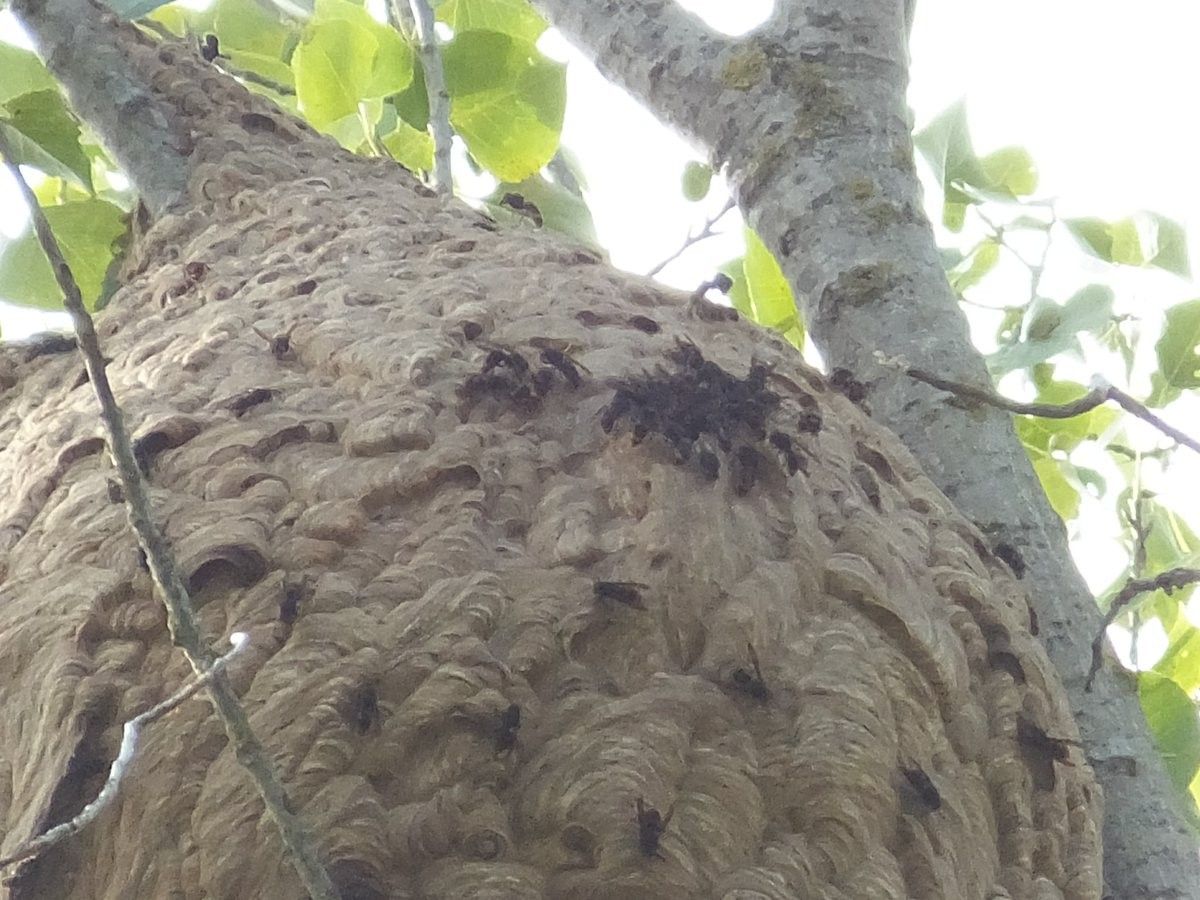 Niu de vespa velutina (asiàtica) localitzat a Can Coll