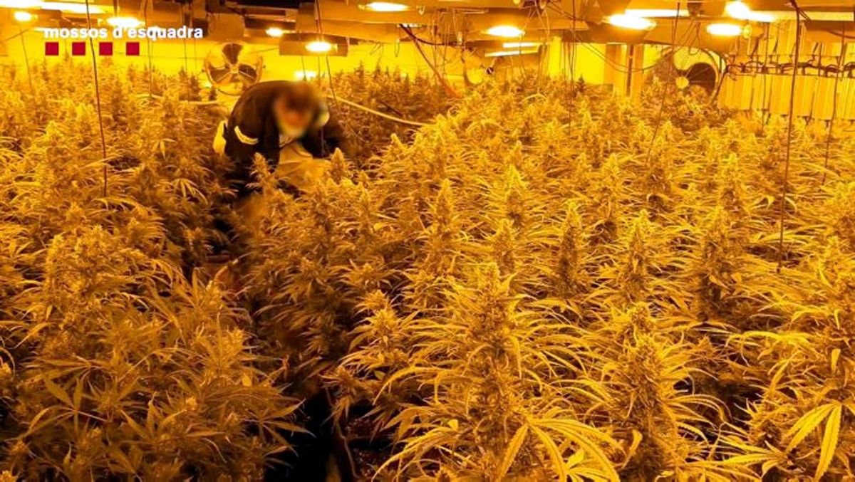 Un agent revisa una de les plantacions de marihuana desmantellada pels Mossos