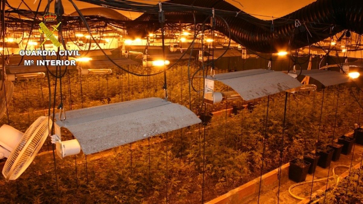 Una part de la plantació de marihuana desmantellada a Llinars del Vallès