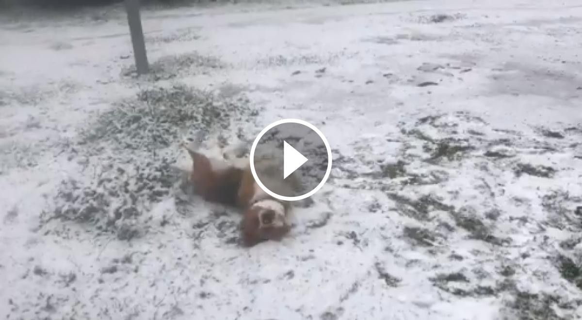 Un gos juga amb la neu a Sant Celoni