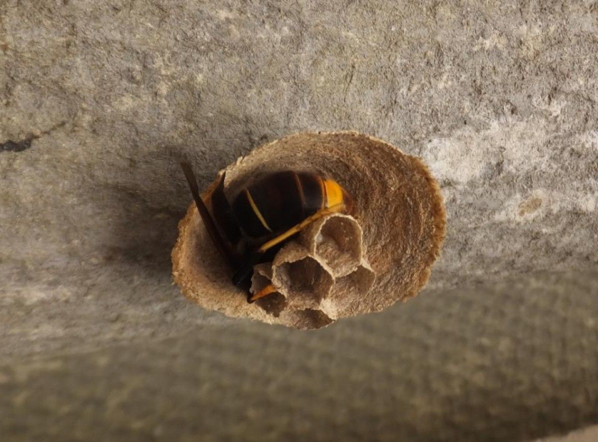 Niu embrionari d'una vespa velutina trobat a Gasserans