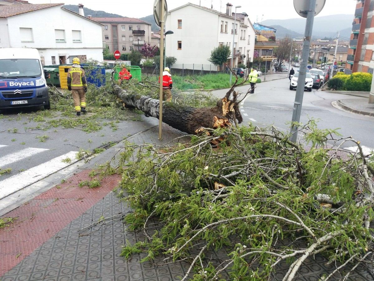 L'arbre caigut a Sant Celoni aquest dissabte