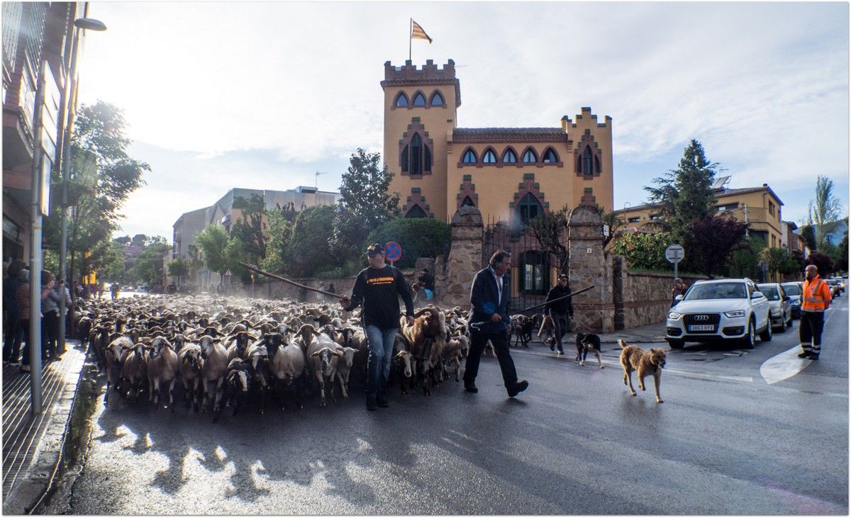 El ramat d'ovelles dirigit pel pastor Hilario Novillo recorda els orígens ramaders de Sant Antoni de Vilamajor