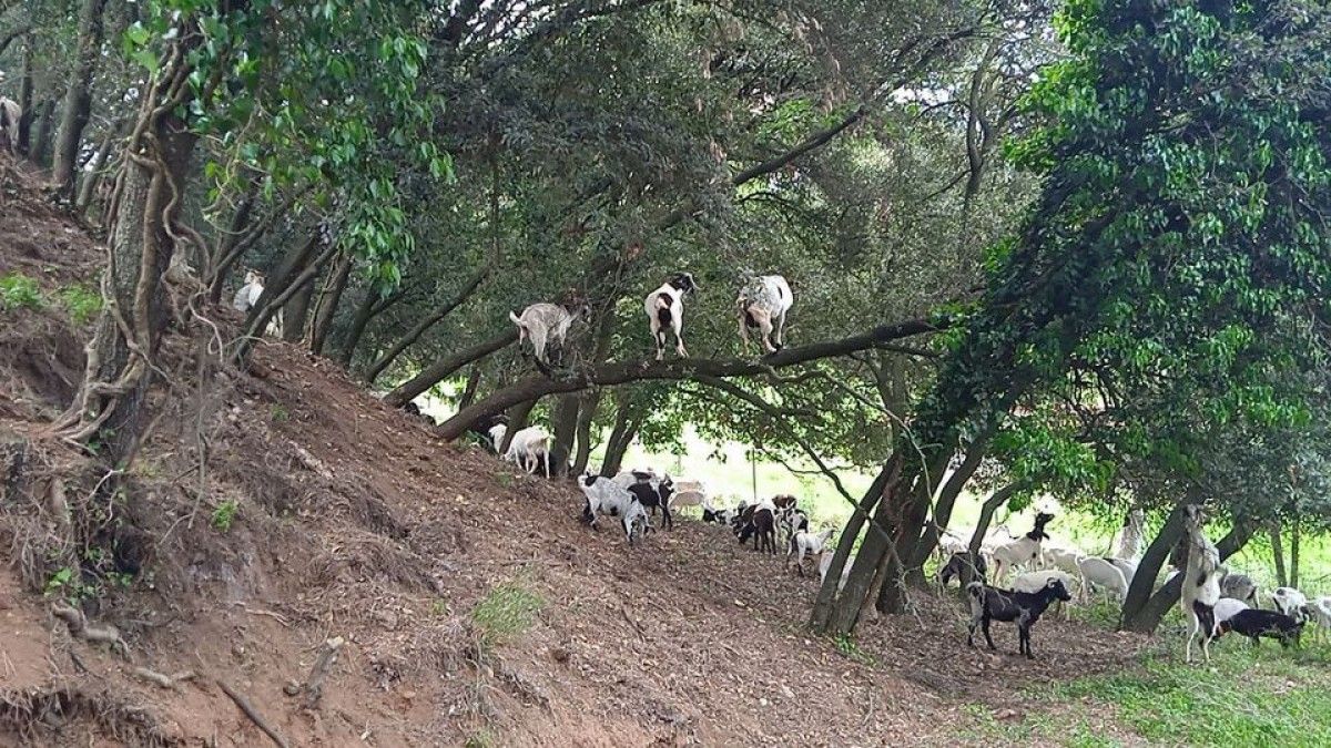 Ramat de cabres