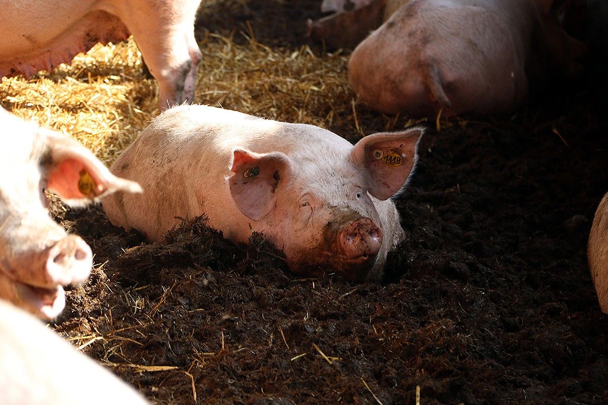 Un porc en una granja d'Osona