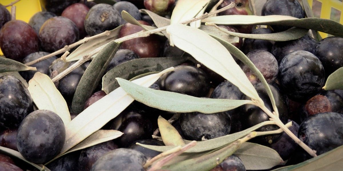 Olives d'olivera Salar d'Arbúcies
