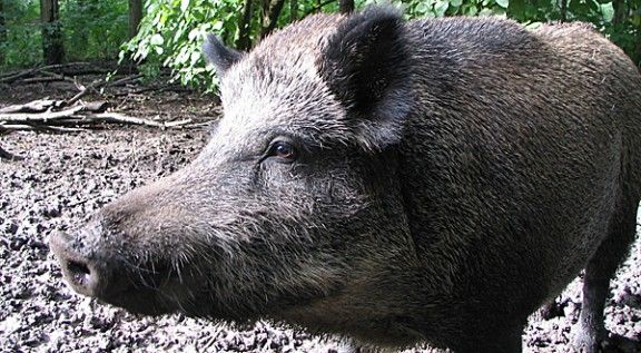 El senglar, porc senglar o porc fer (Sus scrofa) és un mamífer cetartiodàctil.