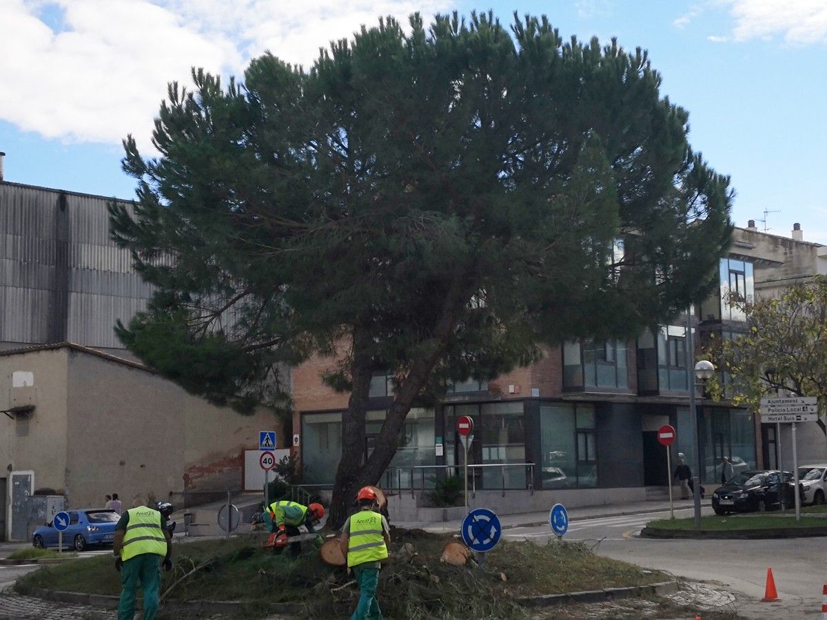 Tallant un dels pins de la ronta del carrer Consolat del Mar de Sant Celoni