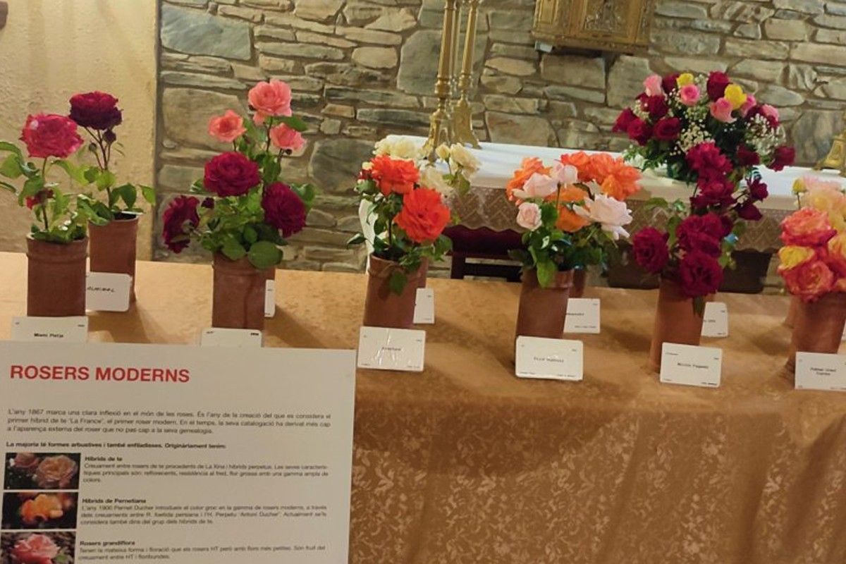 L'església de Sant Julià de Montseny torna a acollir la mostra de varietats de roses
