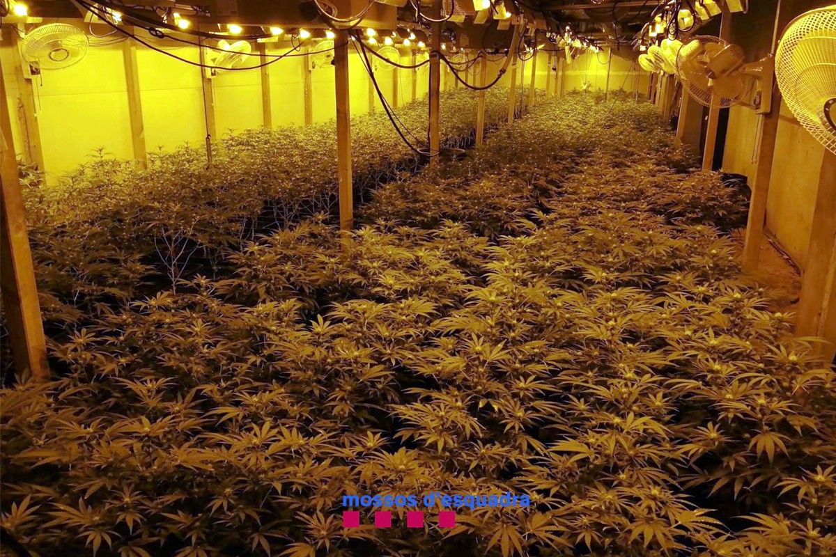 1.800 plantes de marihuana en un hivernacle de Sant Hilari Sacalm