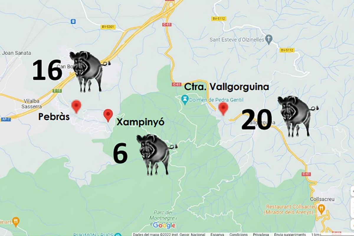 El 25 per cent dels senglars capturats amb gàbies a Vallgorguina són híbrids