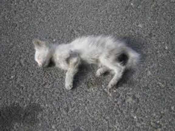 Un dels gats morts