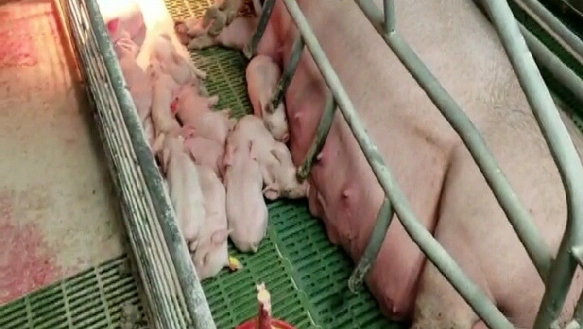 El moviment Meat The Victims han denunciat les condicions en què viuen els porcs d'una granja de Sant pere de Vilamajor