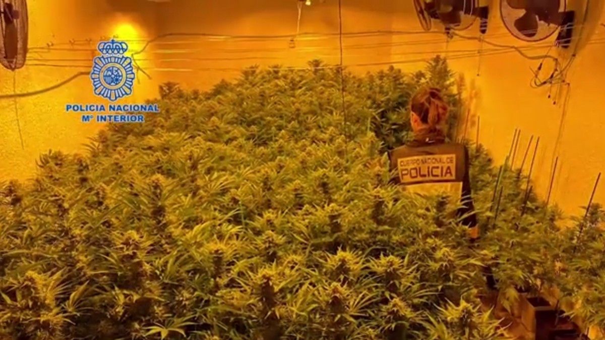 Plantació de marihuana a Riells i Viabrea