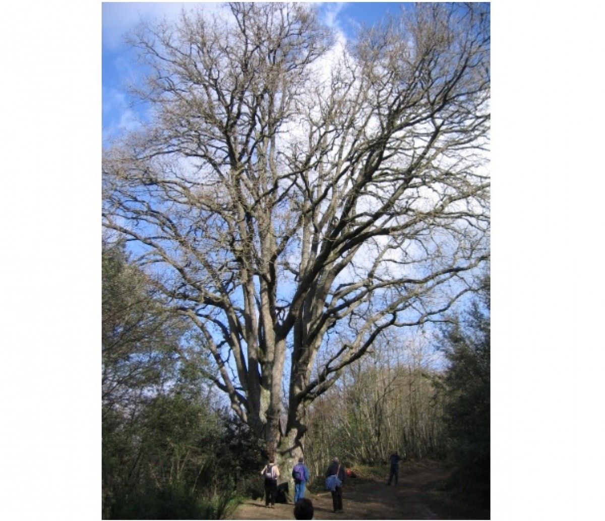 Roure de Santa Maria de Montnegre, un dels arbres singulars més emblemàtics del nostre entorn