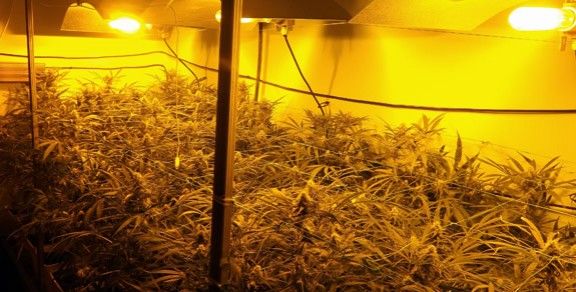 Una de les plantacions de marihuana descoberta per la policia catalana.