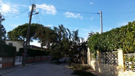 Un dels arbres que han caigut a Sant Pere de Vilamajor