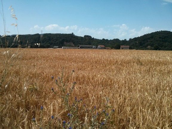 Un camp de blat a Santa Maria de Palautordera.