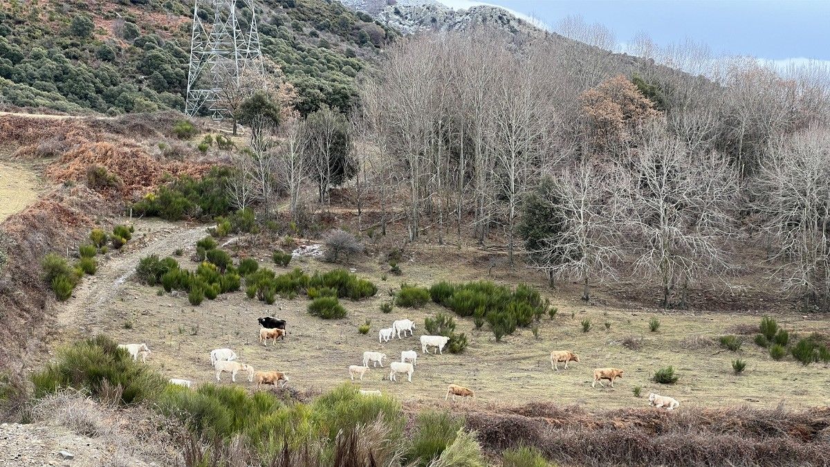 Un ramat al Parc Natural del Montseny.