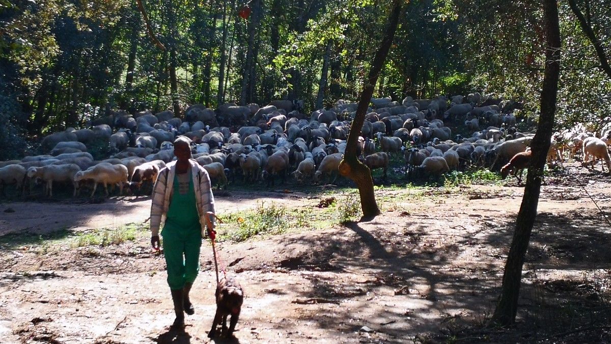 Un ramat de xais a Can Terrades al parc del Montnegre i el Corredor