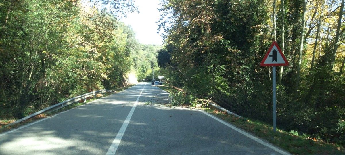 Arbre caigut a la carretera C-61 al terme municipal de Vallgorguina