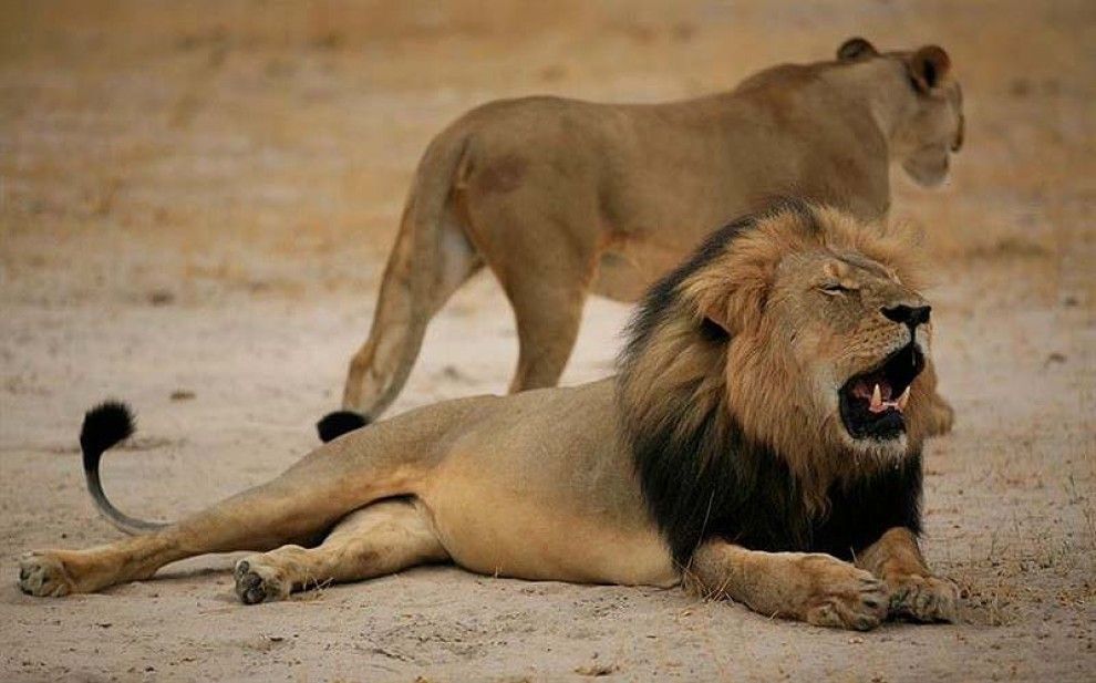 El lleó Cecil era una atracció turística per Zimbabue.