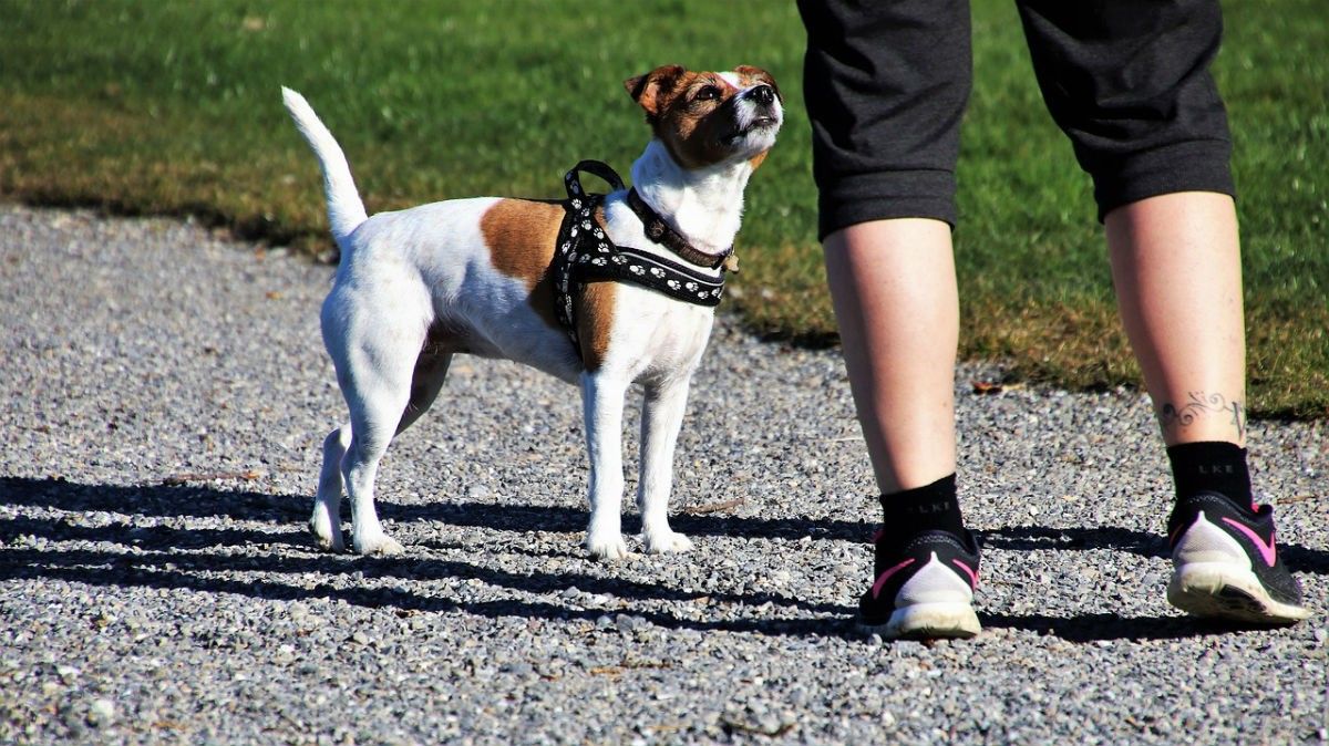 Restricció a les passejades dels gossos a Sant Celoni per complir amb el confinament