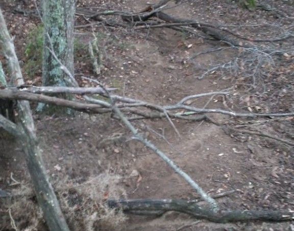 Els troncs trampa col·locats al mig del camí.