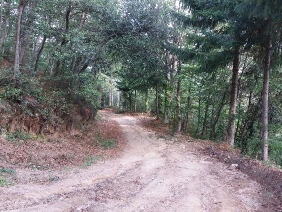 Una de les pistes forestals d'Arbúcies.
