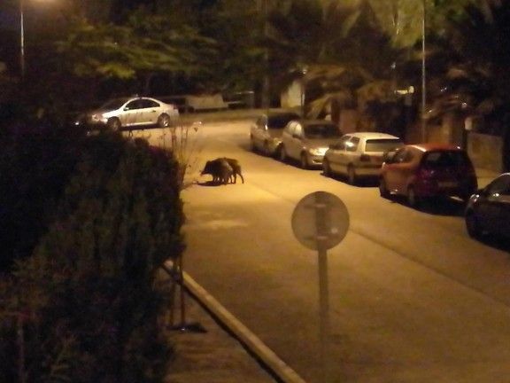 Tres porcs senglars passejant per Moixerigues aquesta nit.