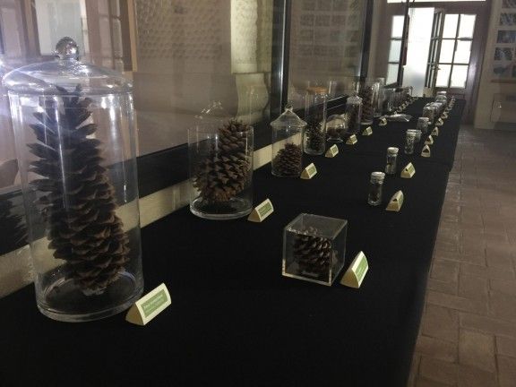 Varietat de pinyes que es poden veure a l'exposició de Martí Boada