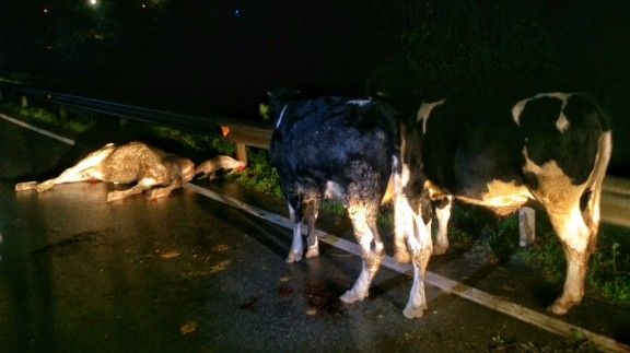 Accident a la BV-5301, a Santa Maria de Palautordera, per una manada de vaques a la carretera